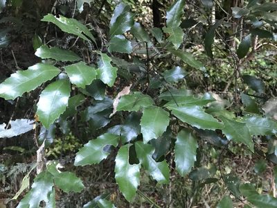 Hedycarya arborea, photographed by Halema J