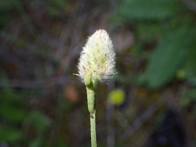 Plantago lagopus, photographed by scolym