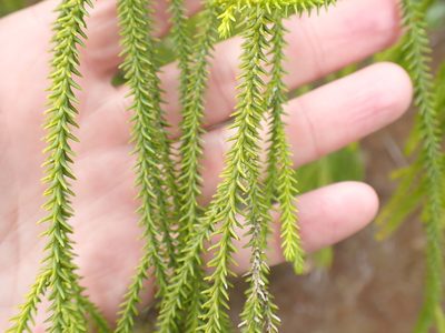 Dacrydium cupressinum, photographed by Kelvin Perrie