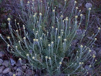 Helichrysum stoechas, photographed by scolym
