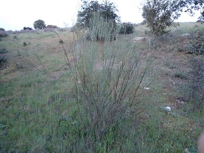 Retama sphaerocarpa, photographed by scolym