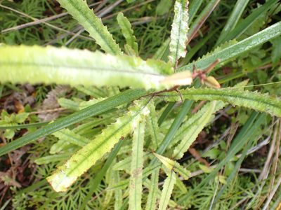 Knightia excelsa, photographed by Kelvin Perrie