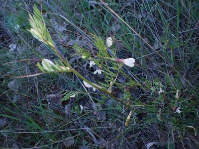 Vicia lutea, photographed by scolym