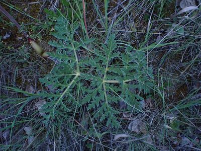 Thapsia villosa, photographed by scolym