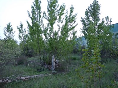 Populus nigra, photographed by scolym