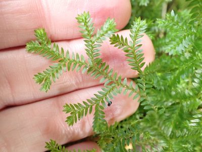 Selaginella kraussiana, photographed by Kelvin Perrie
