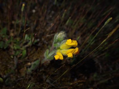 Anthyllis lotoides, photographed by scolym