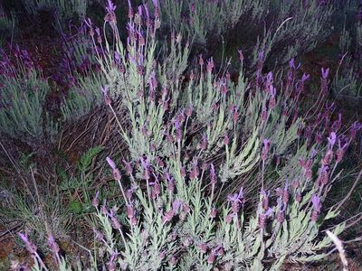 Lavandula pedunculata, photographed by scolym