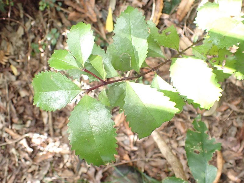 Laurelia novae-zelandiae, photographed by Kelvin Perrie