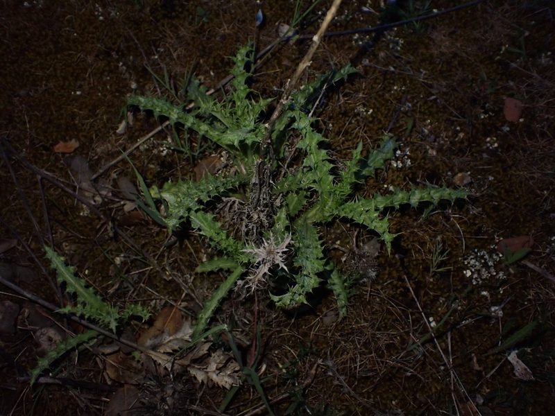 Carlina hispanica, photographed by scolym