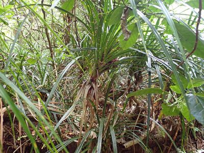 Freycinetia banksii, photographed by Kelvin Perrie