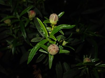 Cistus ladanifer, photographed by scolym