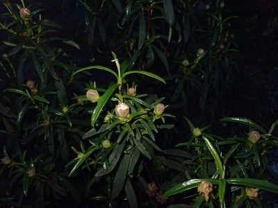 Cistus ladanifer, photographed by scolym
