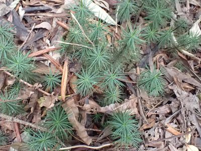 Dawsonia superba, photographed by Kelvin Perrie