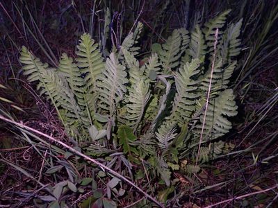 Achillea filipendulina, photographed by scolym