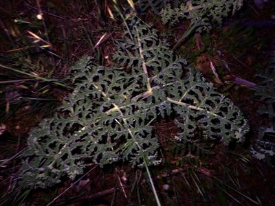 Thapsia villosa, photographed by scolym