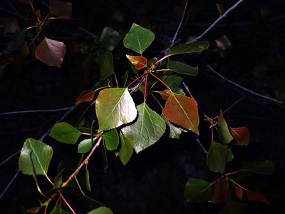 Populus nigra, photographed by scolym