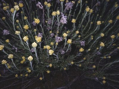 Helichrysum stoechas, photographed by scolym