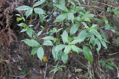Sarcandra glabra, photographed by Moogoo Lee