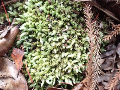 Leucobryum javense, photographed by Kelvin Perrie