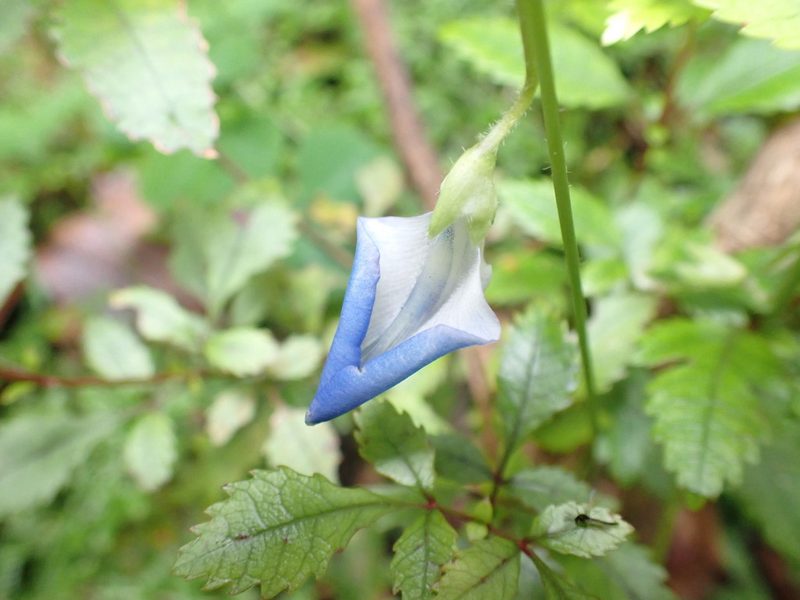 Parochetus communis, photographed by Kelvin Perrie