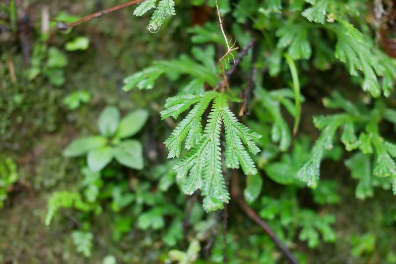 Selaginella doederleinii, photographed by Moogoo Lee