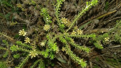 Helichrysum niveum, photographed by Jeremy Gilmore