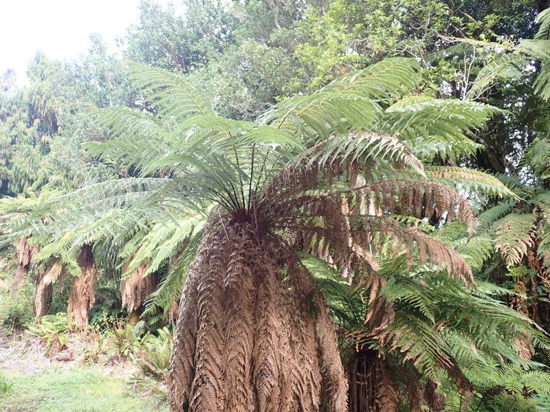 Dicksonia fibrosa, photographed by Kelvin Perrie