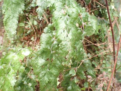 Hymenophyllum flabellatum, photographed by Kelvin Perrie