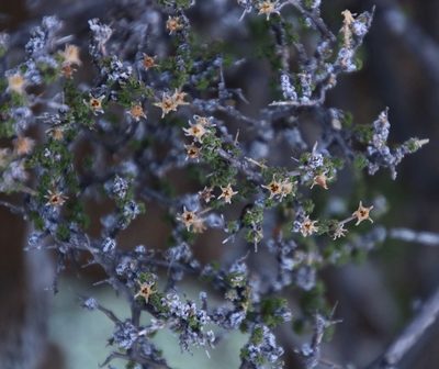 Wahlenbergia nodosa, photographed by Tony Rebelo