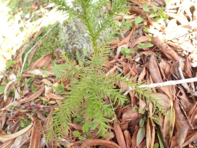 Cryptomeria japonica, photographed by Kelvin Perrie