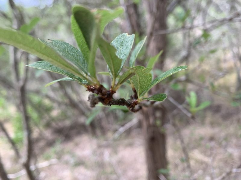 Sideroxylon lanuginosum, photographed by Kane Sandoval