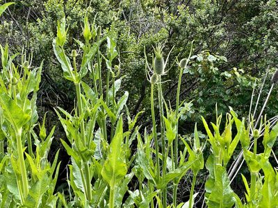 Dipsacus sativus, photographed by Chuck Wilson