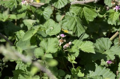 Rubus parvifolius, photographed by Zinogre