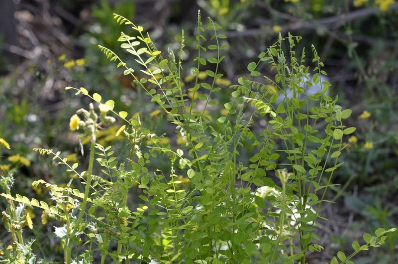 Styphnolobium japonicum, photographed by Zinogre