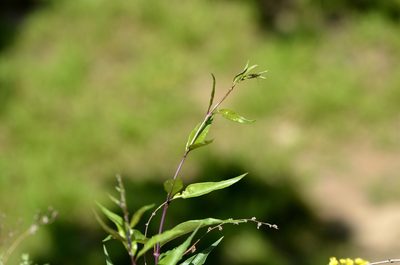Periploca sepium, photographed by Zinogre