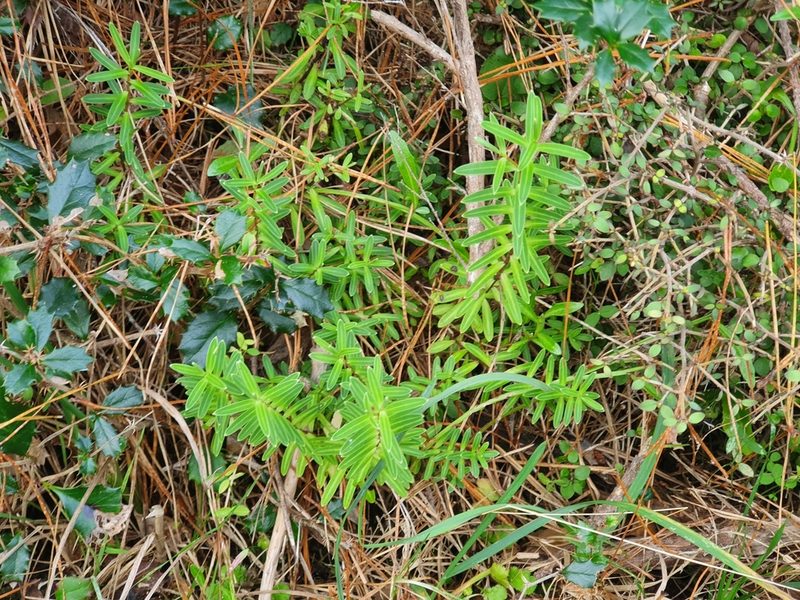Veronica parviflora, photographed by Jaco Grundling
