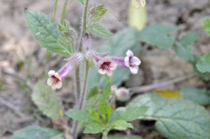 Rehmannia glutinosa, photographed by Zinogre