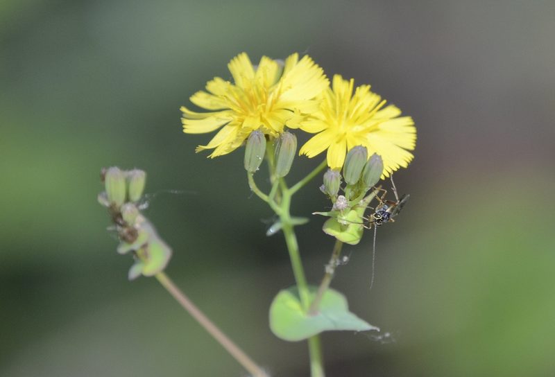 Crepidiastrum sonchifolium, photographed by Zinogre