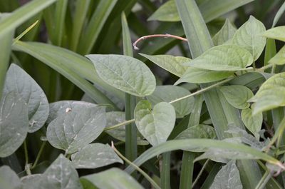 Paederia foetida, photographed by Zinogre