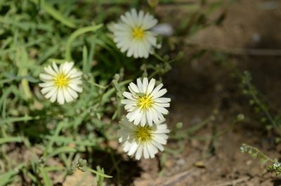 Ixeris chinensis, photographed by Zinogre