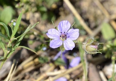Erodium stephanianum, photographed by Zinogre