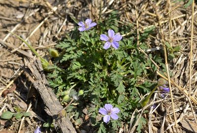 Erodium stephanianum, photographed by Zinogre