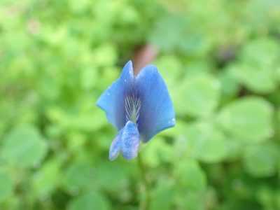 Parochetus communis, photographed by Kelvin Perrie