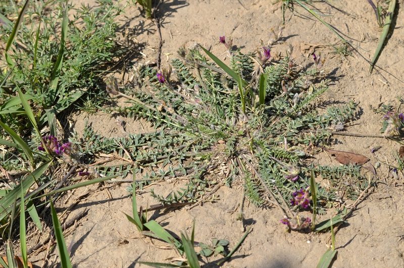 Oxytropis bicolor, photographed by Zinogre