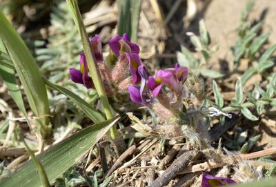 Oxytropis bicolor, photographed by Zinogre