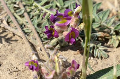 Oxytropis bicolor, photographed by Zinogre
