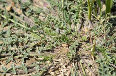 Oxytropis bicolor, photographed by Zinogre