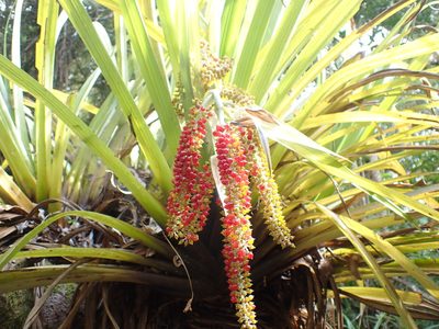 Astelia hastata, photographed by Kelvin Perrie