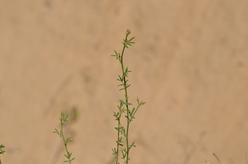 Astragalus melilotoides, photographed by Zinogre